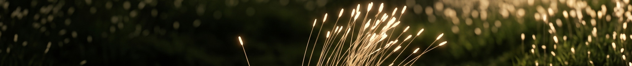 A lit tuft of pale filaments in The Field, with one filament standing apart